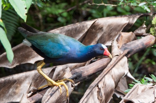 Purple Gallinule near Laguna Paikawe